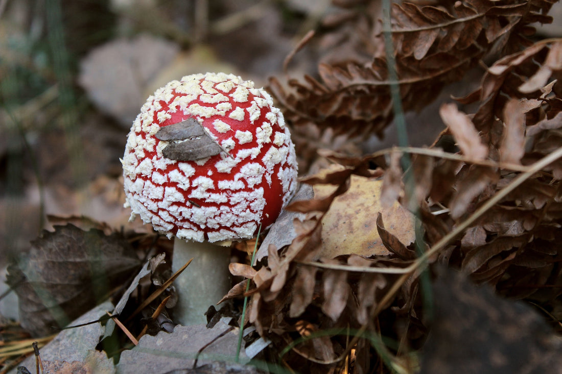 How to correctly take fly agaric in capsules?